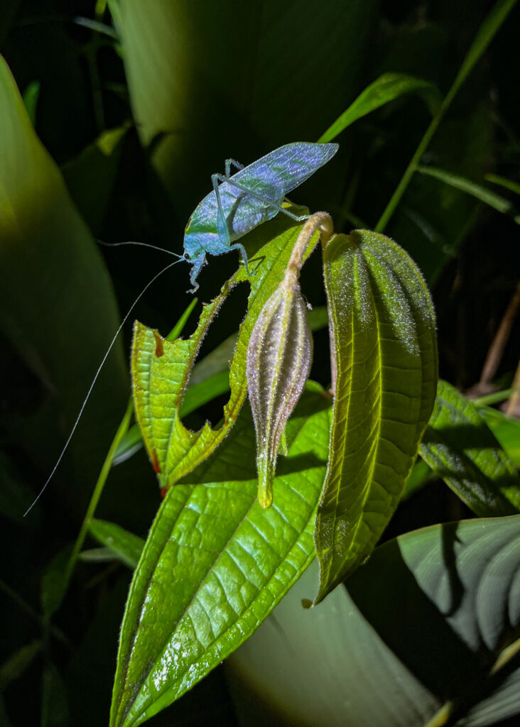 Taman Negara