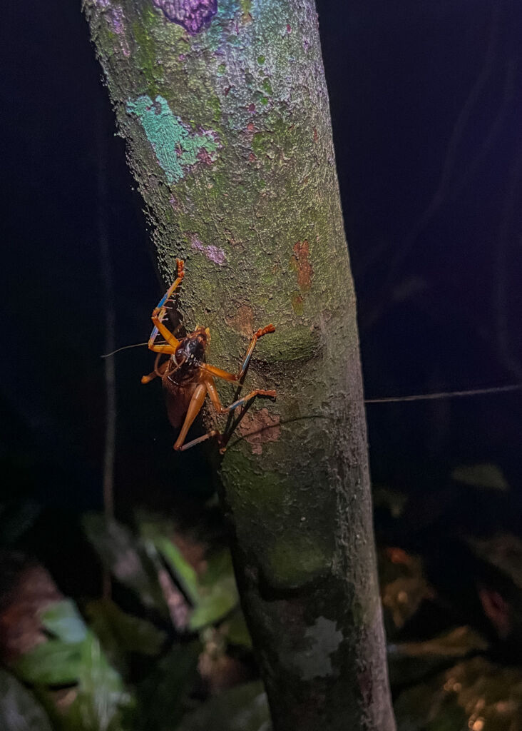 Taman Negara