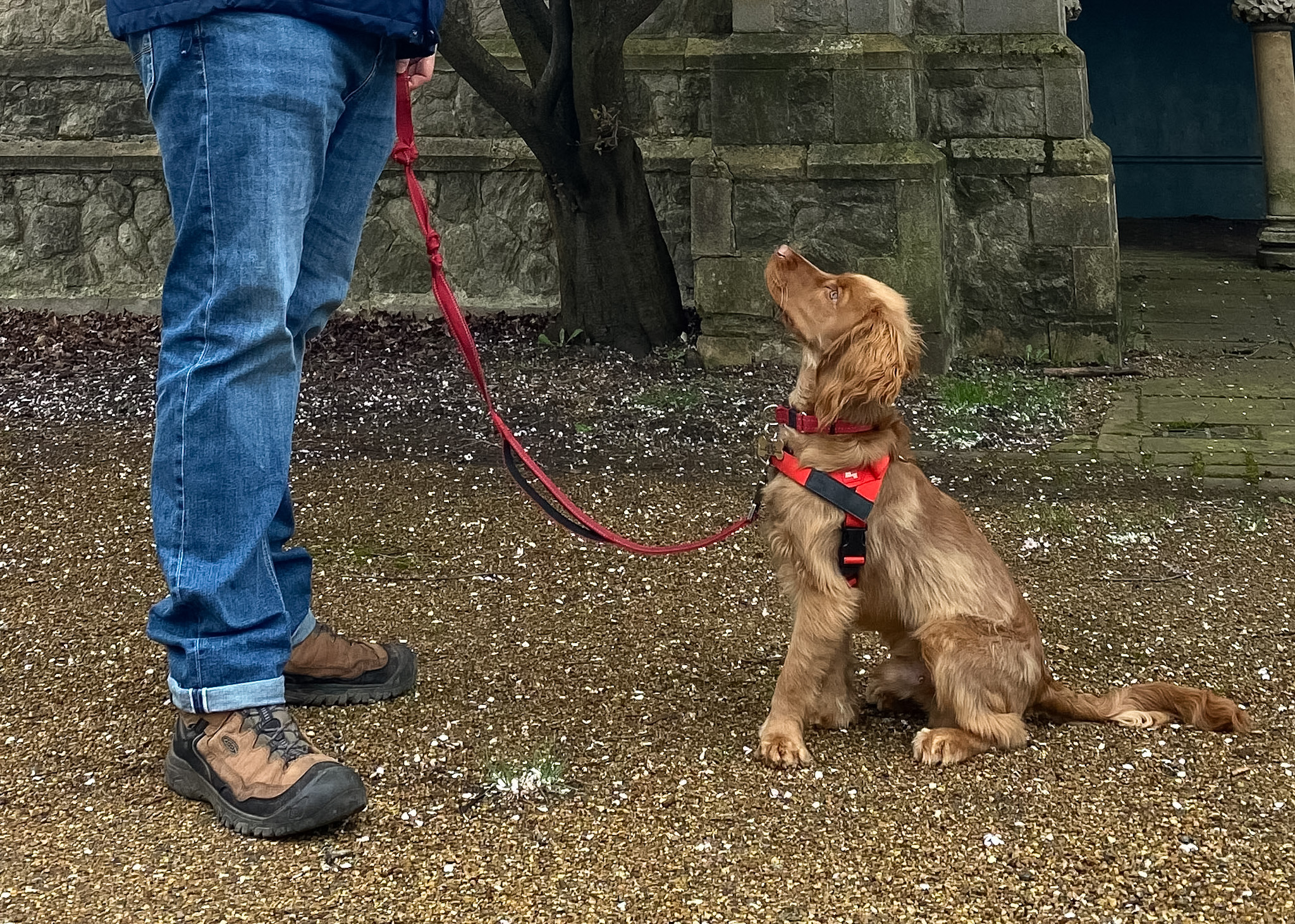 London House Sit